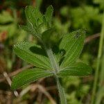 Galium scabrum Leaf