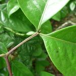 Newtonia duparquetiana Leaf