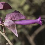Ipomoea heptaphylla Blüte