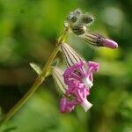 Silene bellidifolia फूल