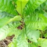 Anthocleista schweinfurthii पत्ता