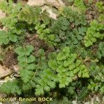 Asplenium hispanicum Habitat