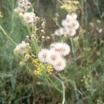 Erigeron bonariensis Frugt