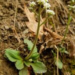 Micranthes virginiensis Hábitos