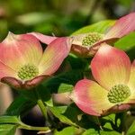 Cornus floridaFleur