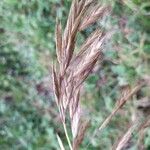 Bromus catharticus برگ