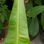 Clavija eggersiana Feuille