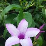 Cryptostegia madagascariensis Flower