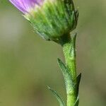 Erigeron alpinus Folha