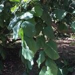 Annona senegalensis Blad