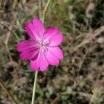 Eudianthe coeli-rosa Blüte