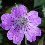 Geranium nodosum Çiçek