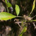 Trichilia trifolia Fruit