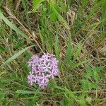 Phlox pilosa Květ