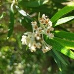 Buddleja loricata Flower