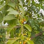 Allophylus edulis Fruit