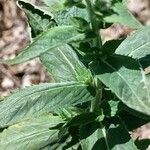 Mentha longifolia Folha