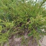 Acacia paradoxa Хабит