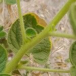 Cleome droserifolia خشب