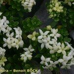 Galium pseudohelveticum 形態