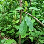 Cornus amomum Folla