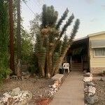 Yucca filifera Листок