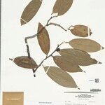 Anaxagorea brachycarpa Levél