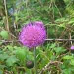 Cirsium heterophyllumBlomst