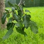 Nothofagus obliqua Leaf