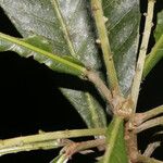 Pausandra trianae Yaprak