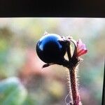 Lonicera japonica Ovoce