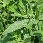 Lythrum salicaria Foglia