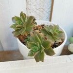 Aeonium leucoblepharum 葉