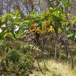 Hymenosporum flavum Habit