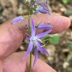 Campanula trichocalycina Blomst