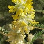 Astragalus alopecuroides Kukka