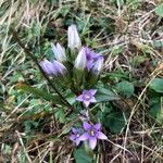 Gentianella ramosa Flor