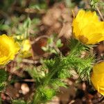 Adonis vernalis Συνήθη χαρακτηριστικά