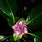 Psychotria chiriquensis Kvet