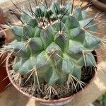 Mammillaria winterae Leaf