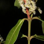 Miconia trinervia Hoja