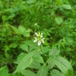 Stachys tenuifolia Květ