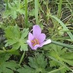 Colchicum alpinum Квітка