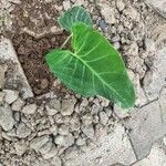 Alocasia reginula पत्ता