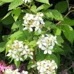 Rubus pensilvanicus Blomst