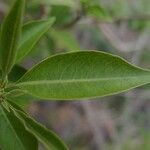 Volkameria heterophylla Feuille