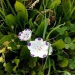 Nemophila maculata Λουλούδι