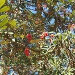 Cotoneaster frigidus Fruit