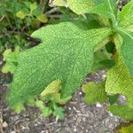 Montanoa hibiscifolia Frunză