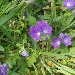 Nemophila phacelioides Цвят